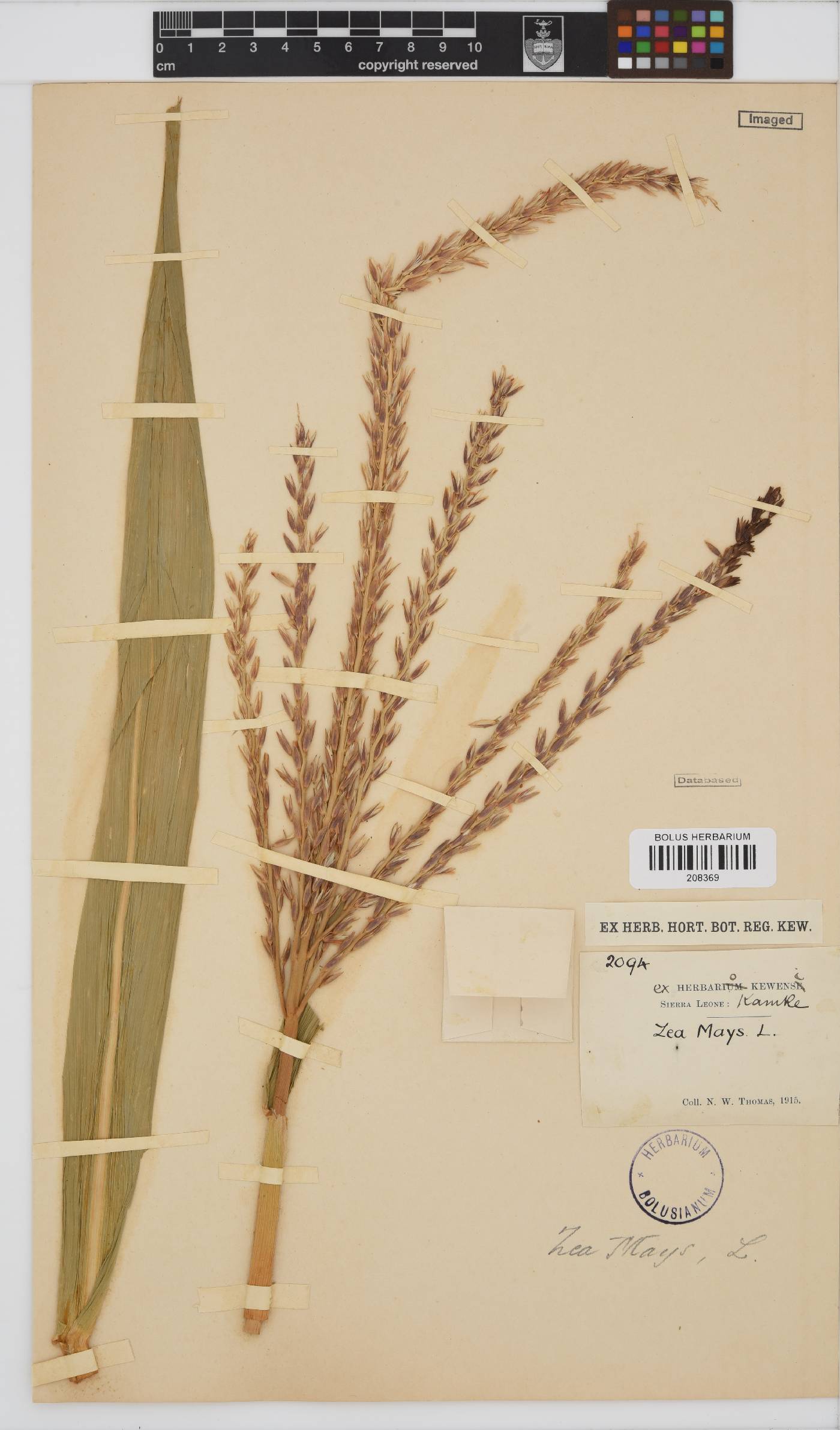 Zea mays image