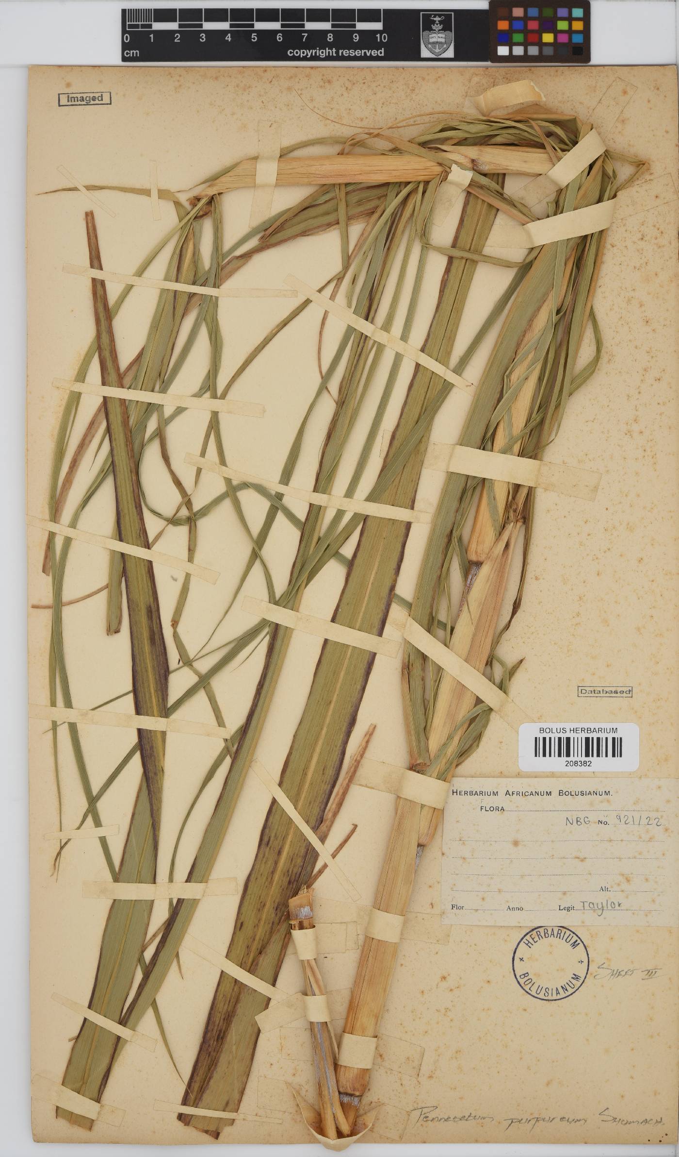 Pennisetum purpureum image