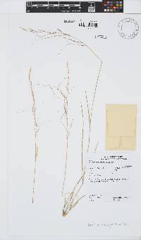 Image of Aristida superpendens