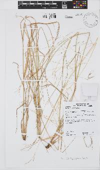 Image of Aristida leptopoda