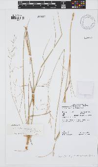 Image of Aristida calycina