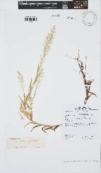 Image of Coelachne pulchella