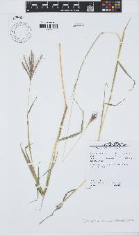 Dichanthium annulatum image