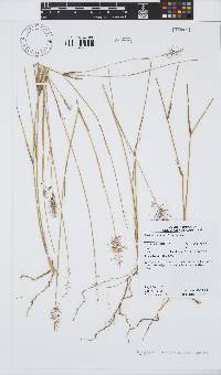 Image of Aristida caput-medusae