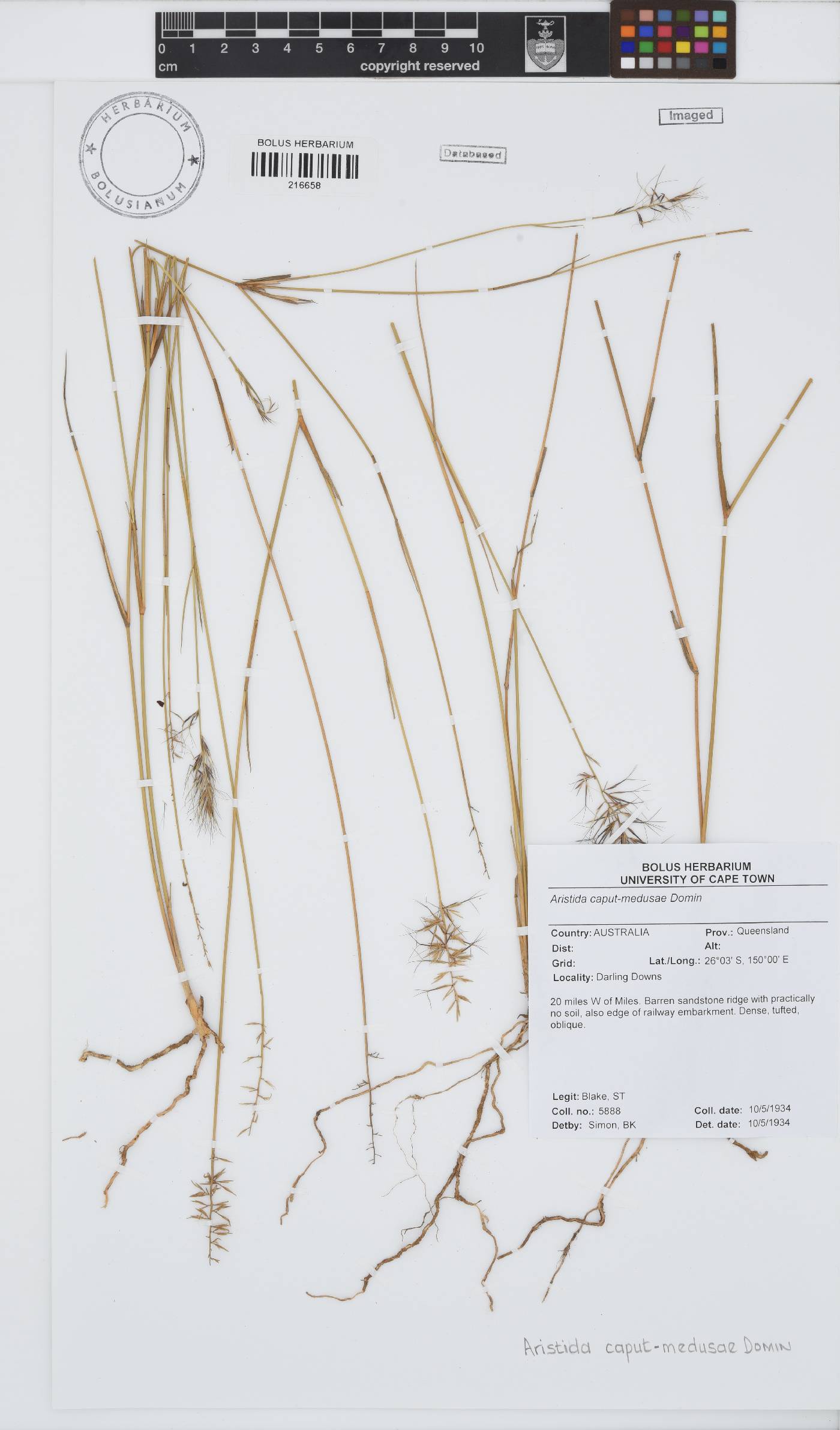 Aristida caput-medusae image