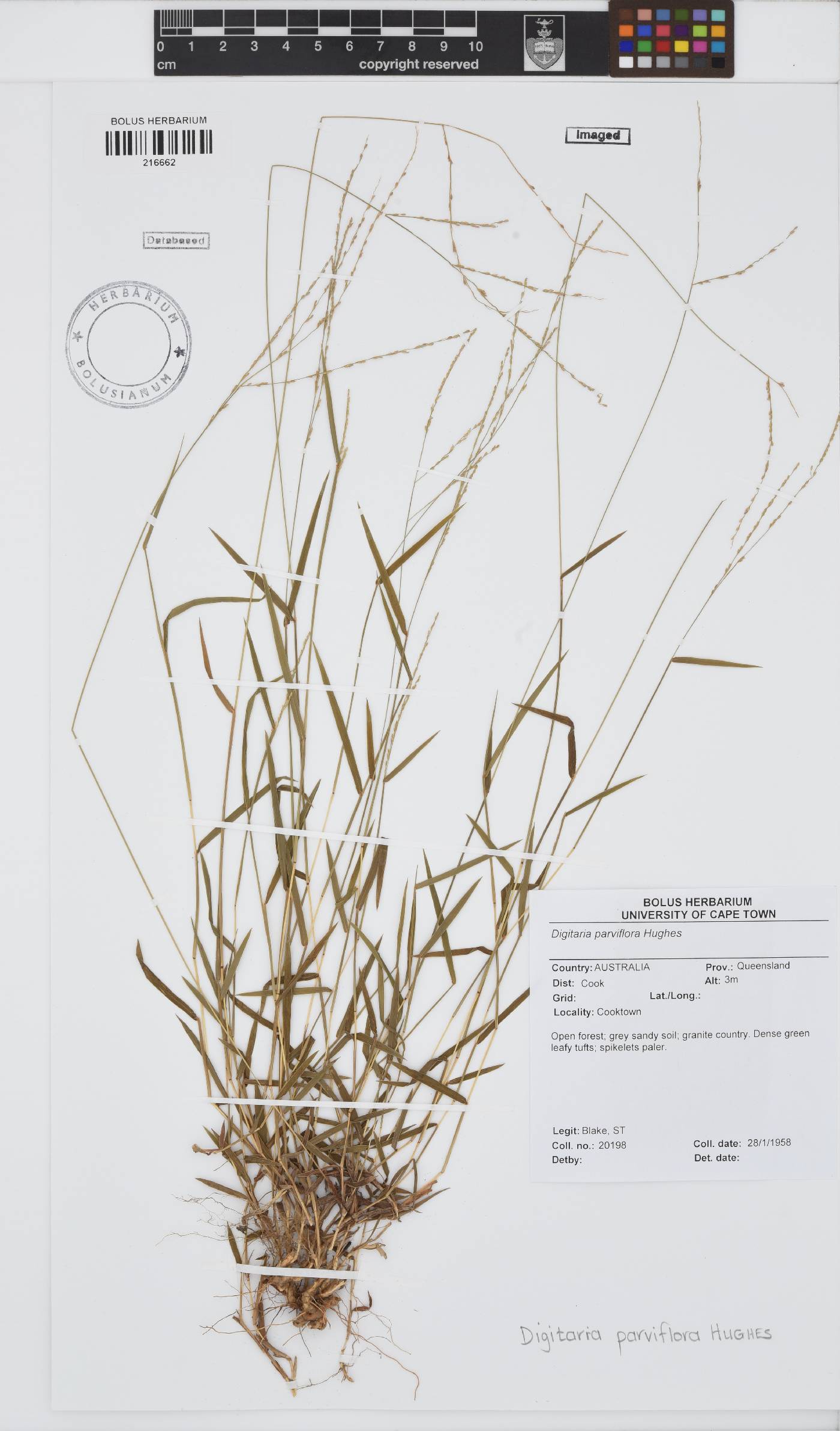 Digitaria parviflora image