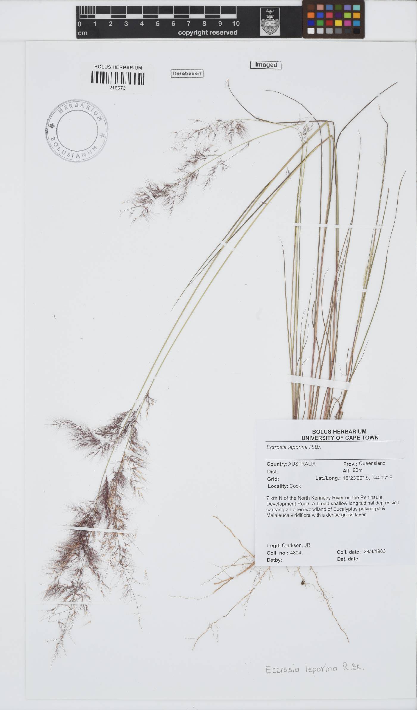 Eragrostis leporina image