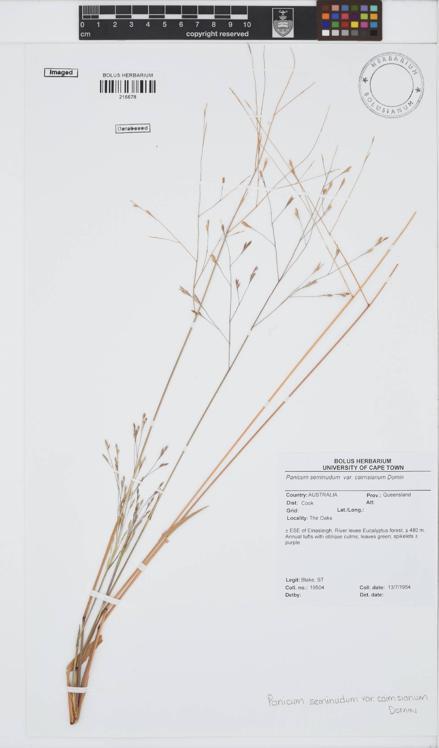 Panicum seminudum image