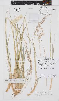 Melinis repens subsp. grandiflora image