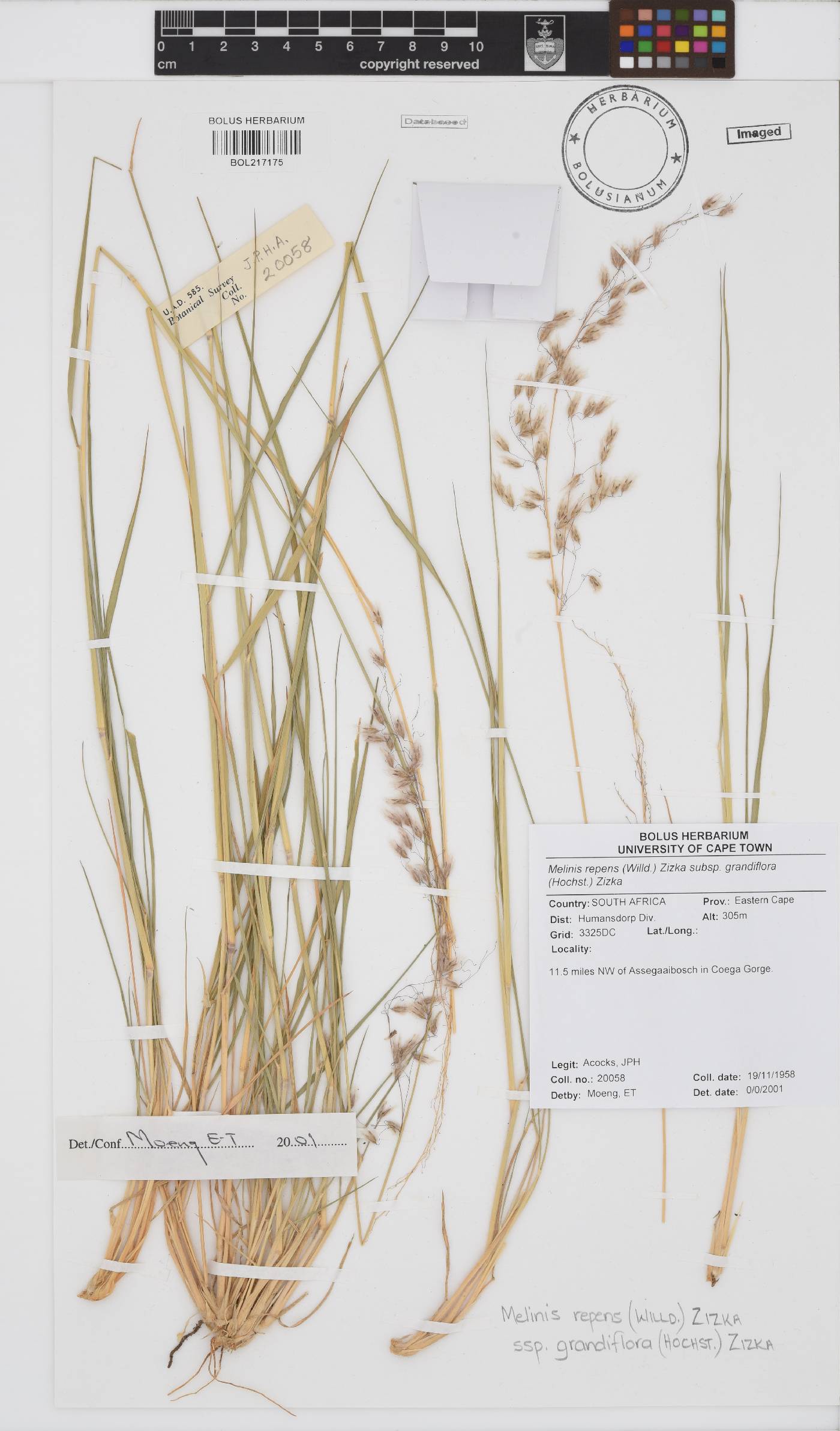 Melinis repens subsp. grandiflora image