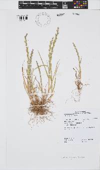 Lolium rigidum image