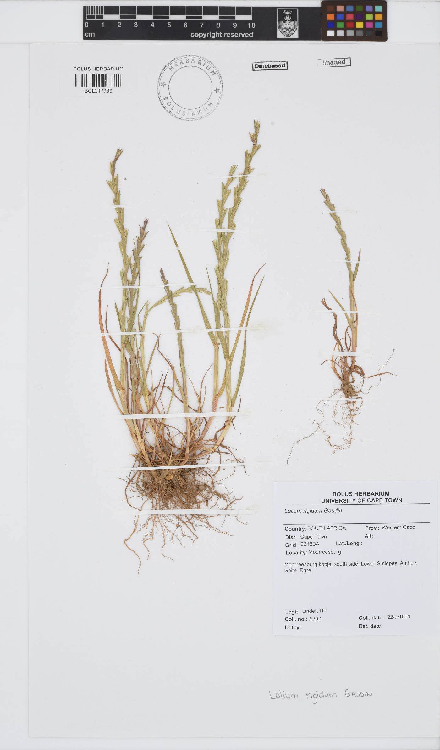 Lolium rigidum image