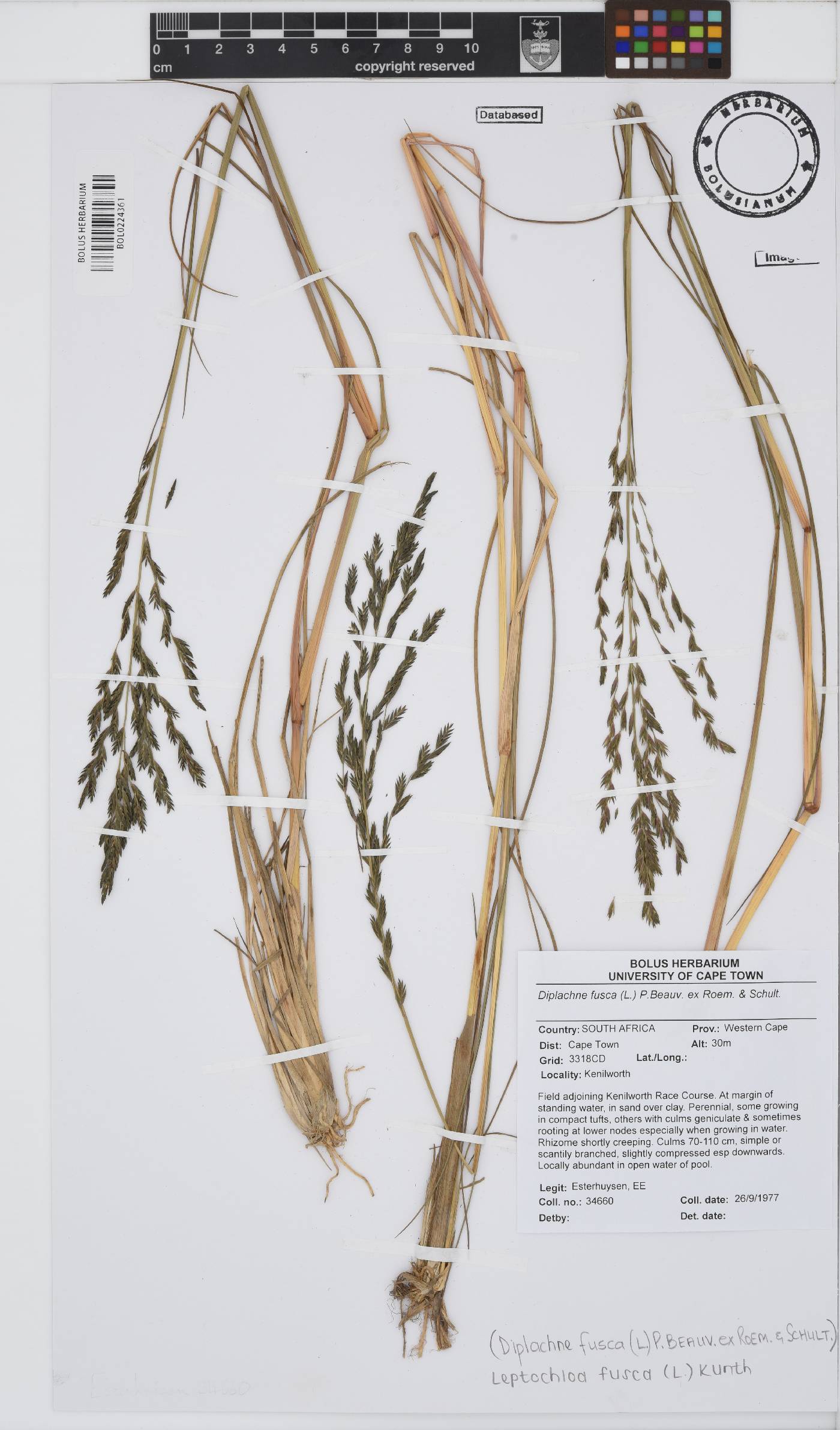 Leptochloa fusca image