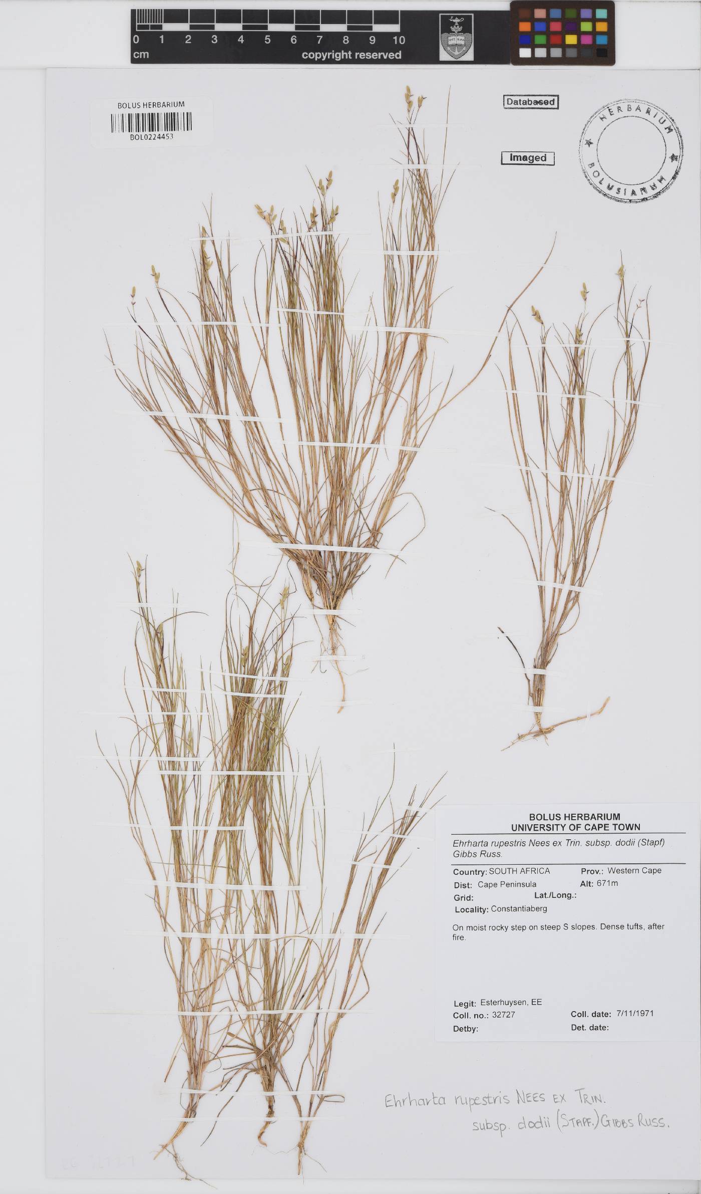 Ehrharta rupestris subsp. dodii image