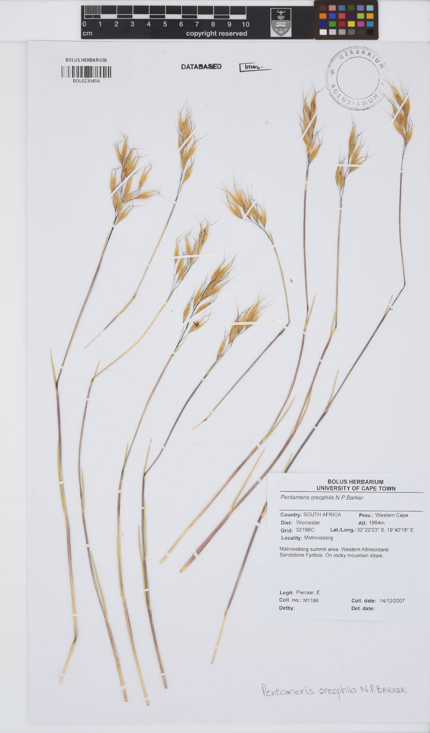 Pentameris oreophila image