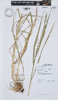 Bromus catharticus image