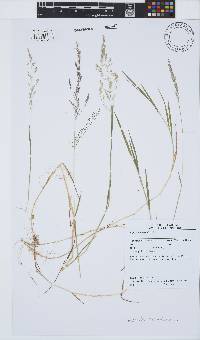 Agrostis stolonifera image