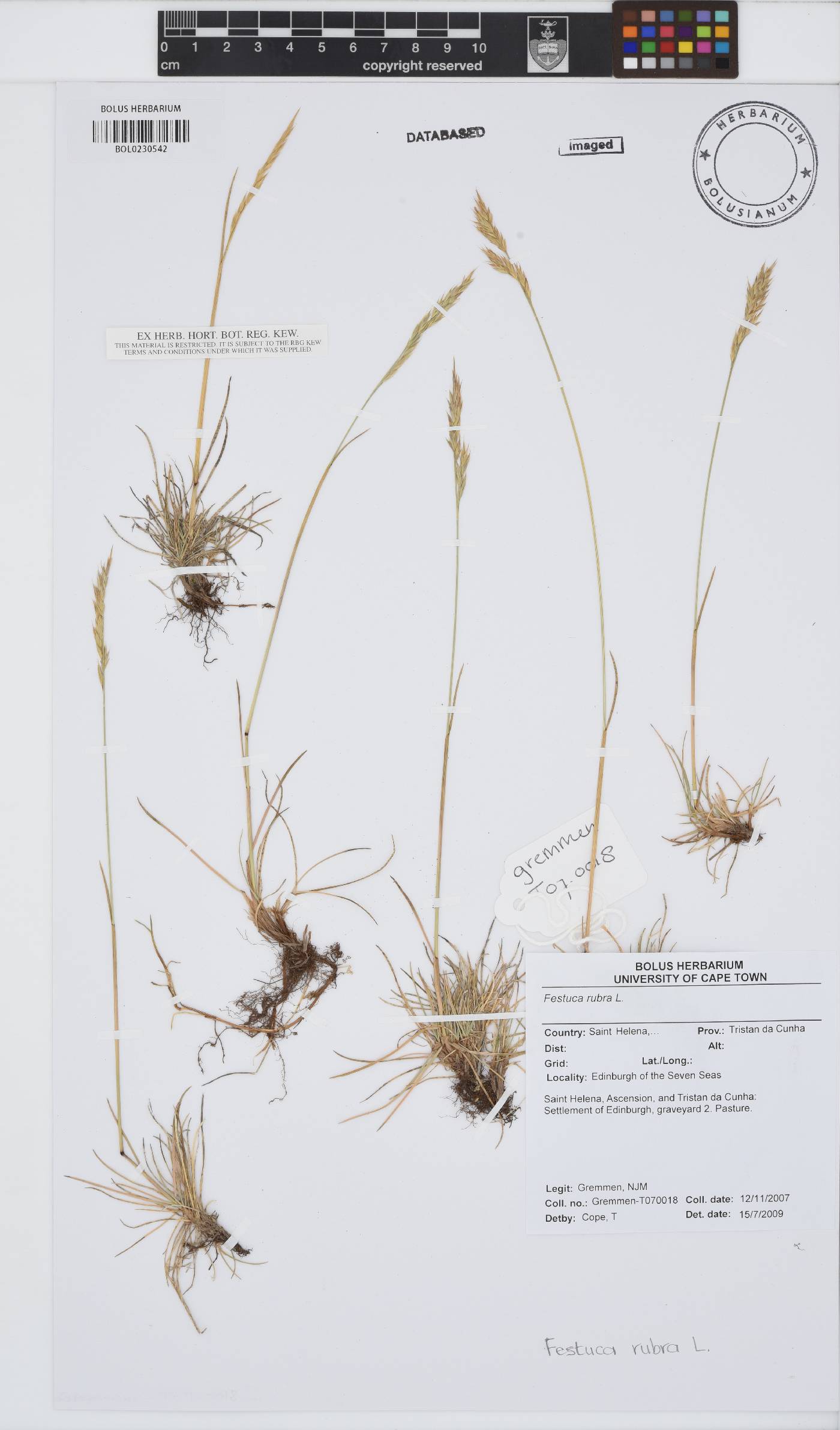 Festuca rubra image