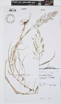 Agrostis capillaris image