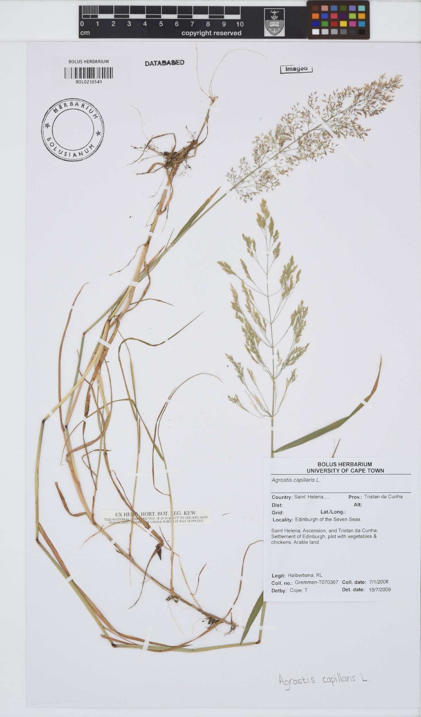 Agrostis capillaris image