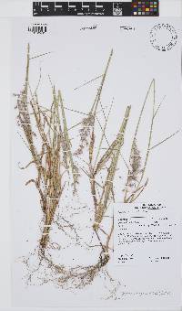 Melinis repens image