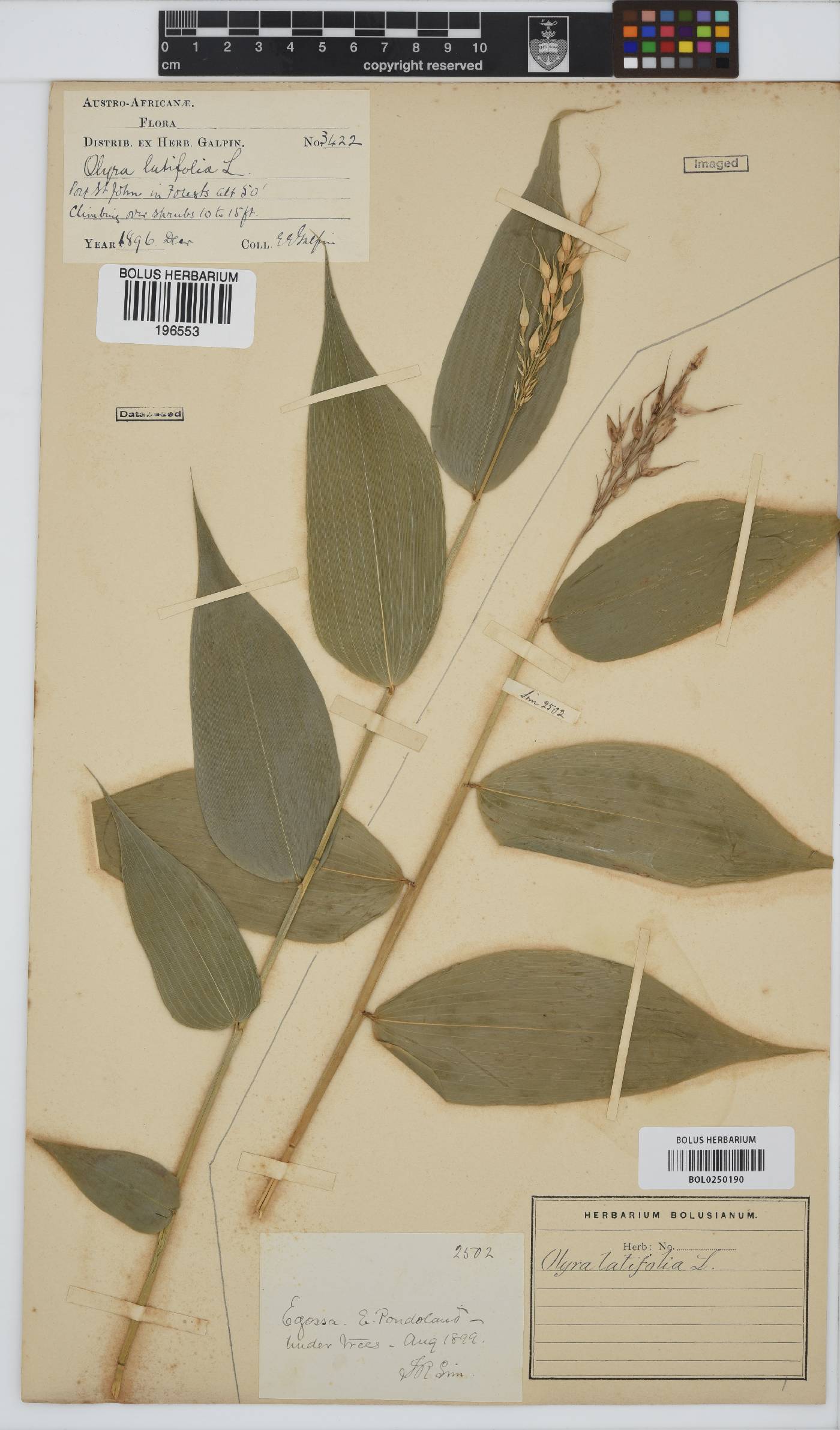 Olyra latifolia image