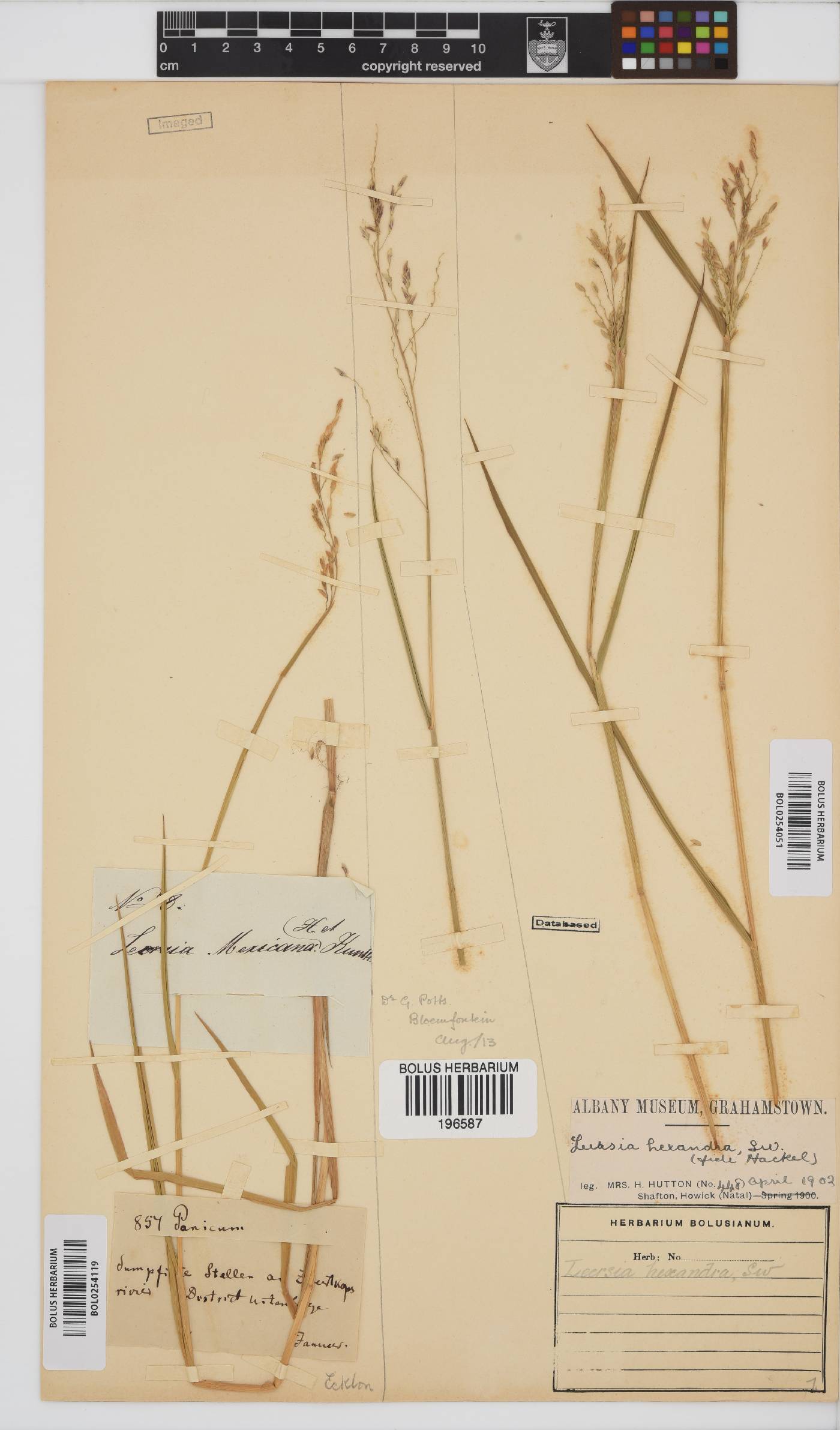 Leersia hexandra image