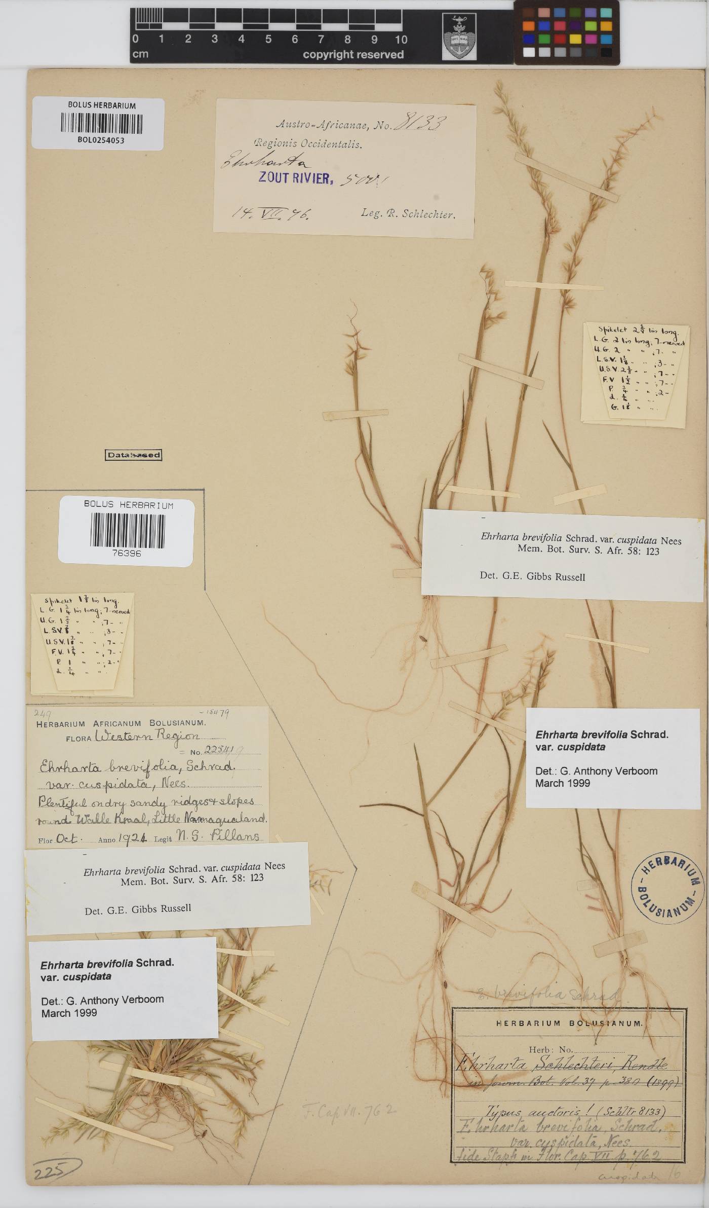 Ehrharta brevifolia var. cuspidata image