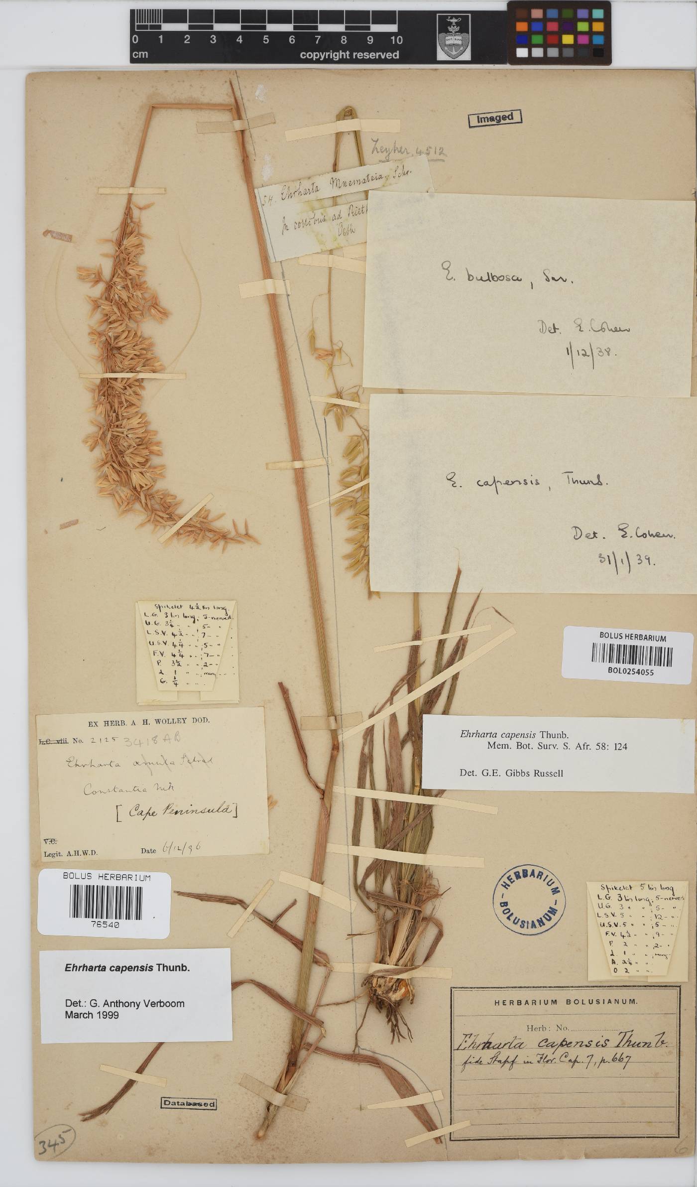 Ehrharta capensis image