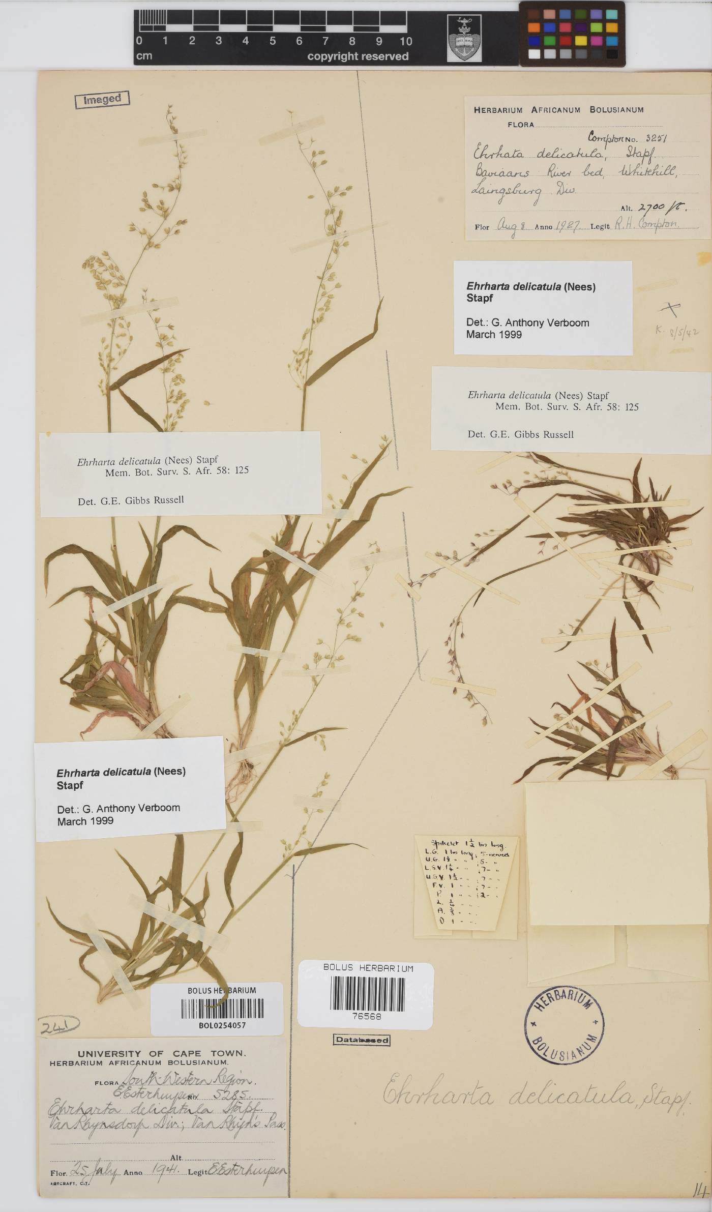 Ehrharta delicatula image