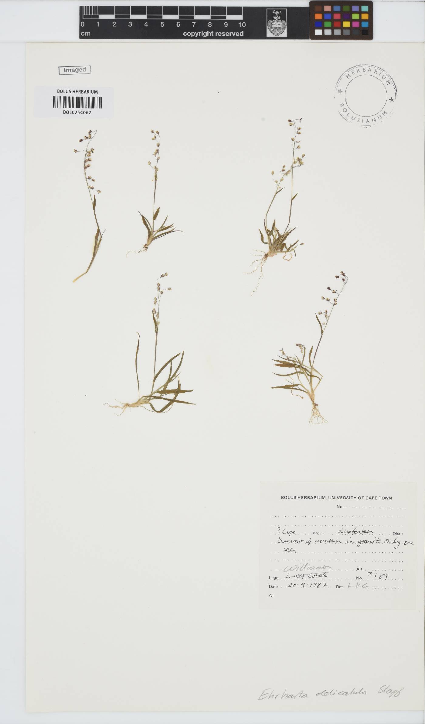 Ehrharta delicatula image