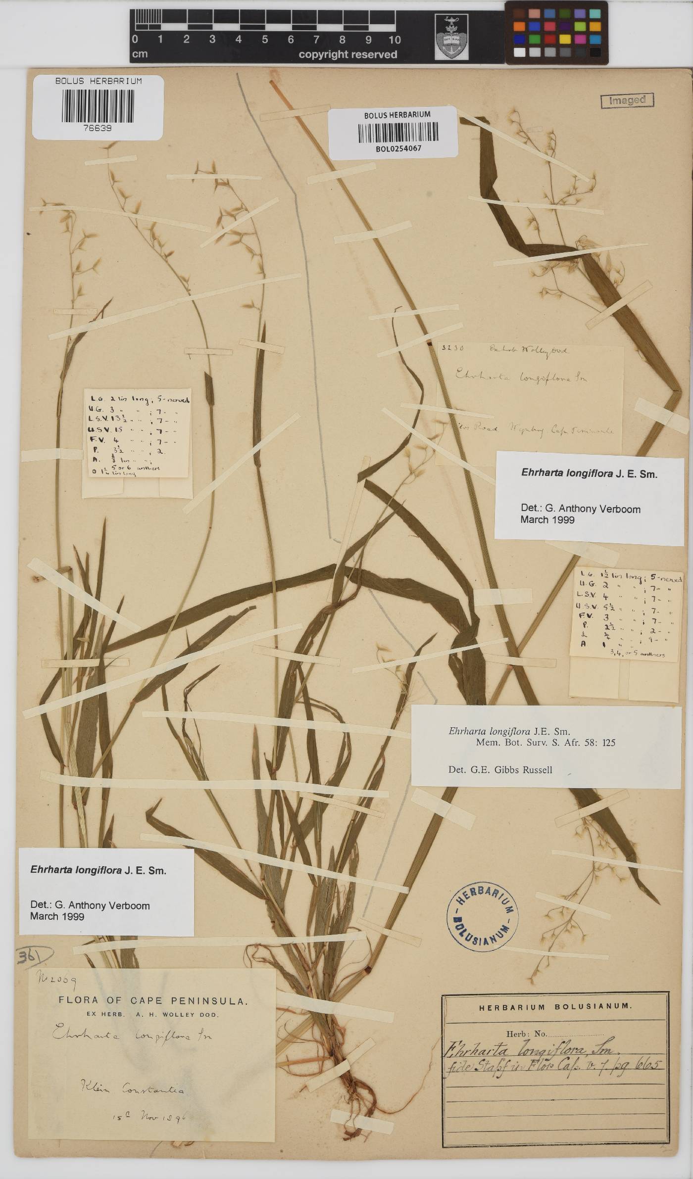 Ehrharta longiflora image