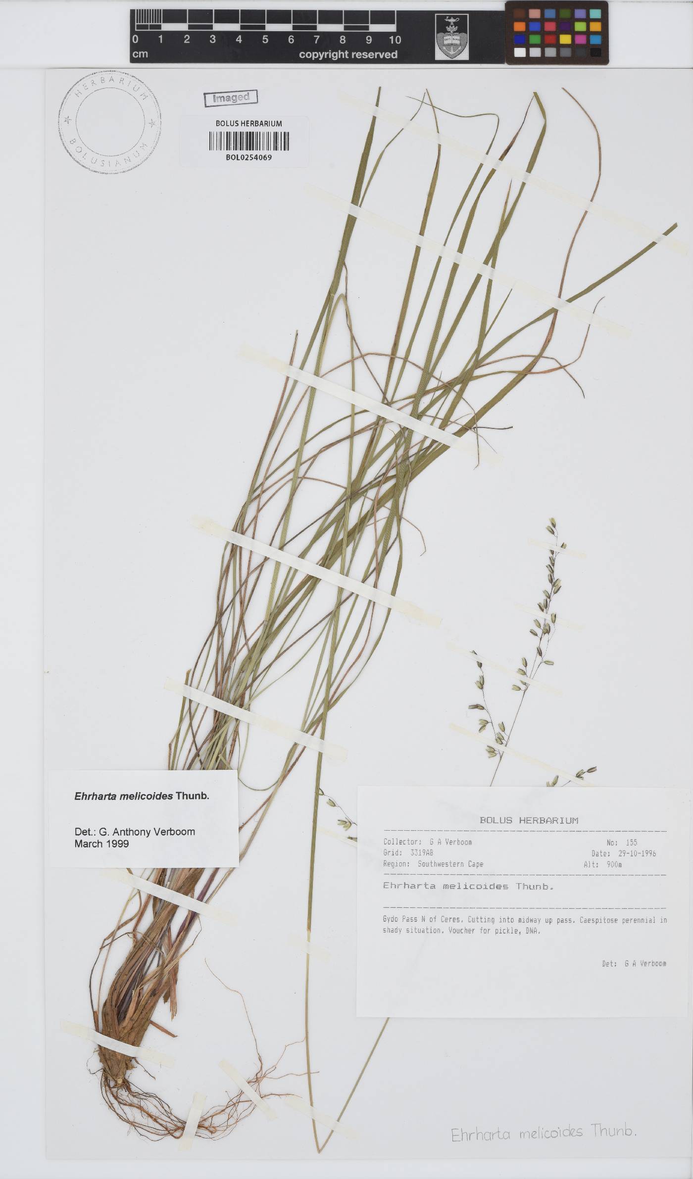 Ehrharta melicoides image