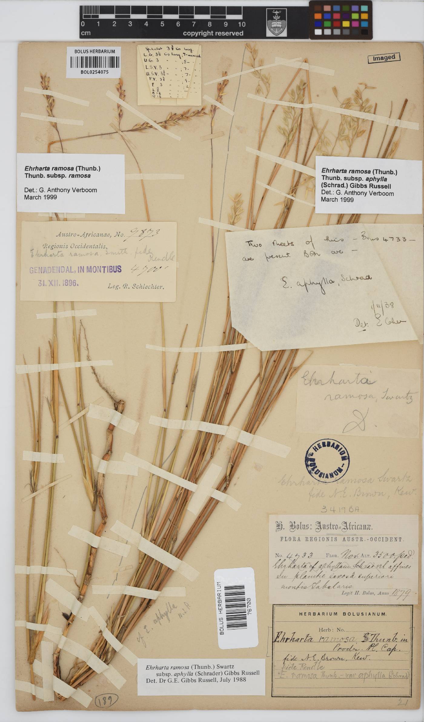 Ehrharta ramosa image