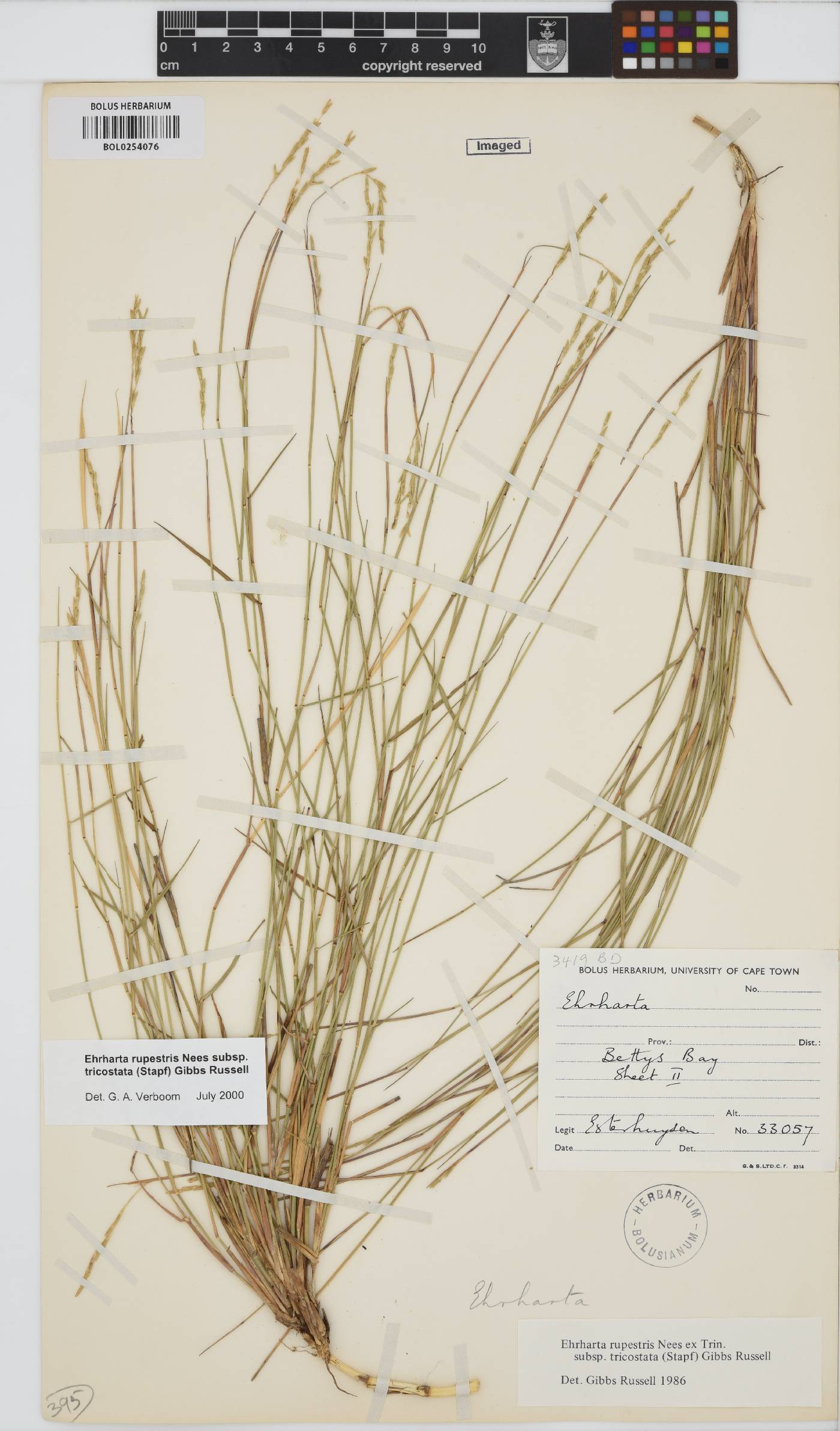 Ehrharta rupestris subsp. tricostata image