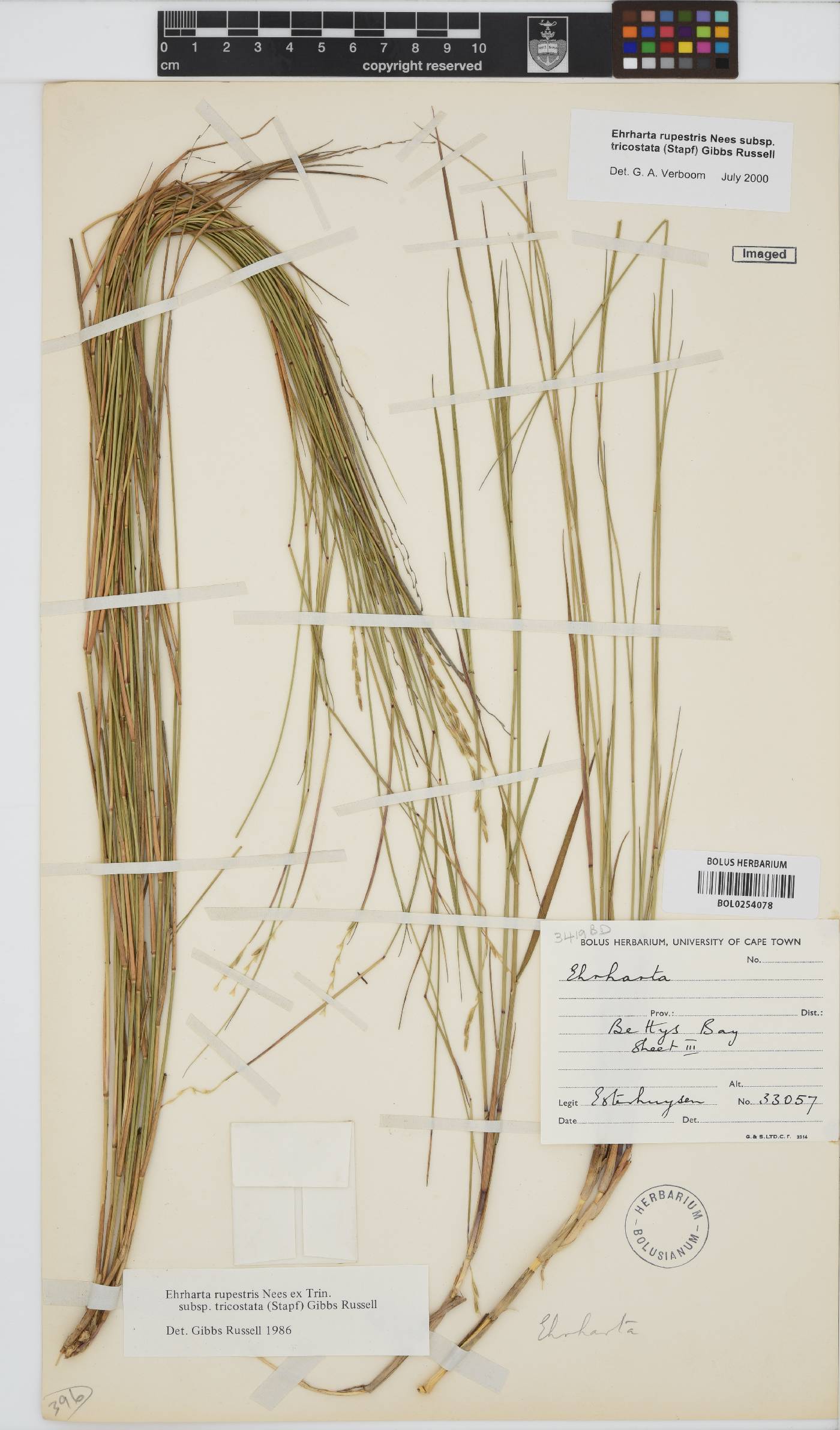 Ehrharta rupestris subsp. tricostata image