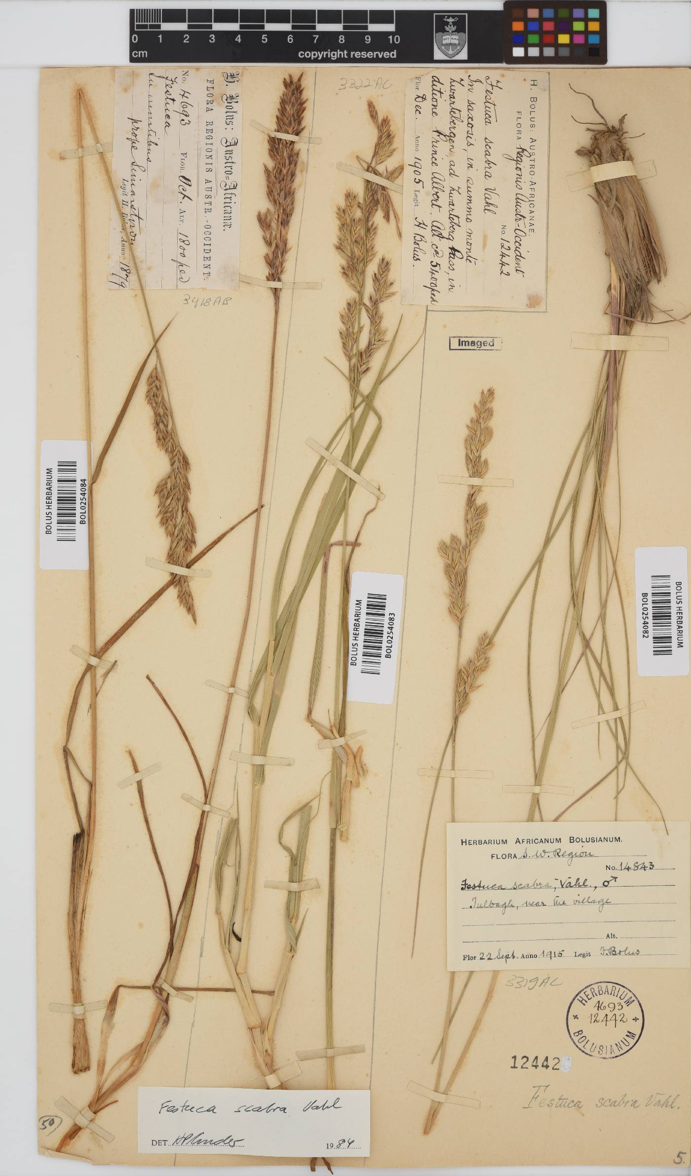 Festuca image