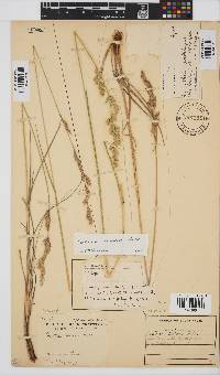 Festuca scabra image