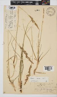 Festuca scabra image