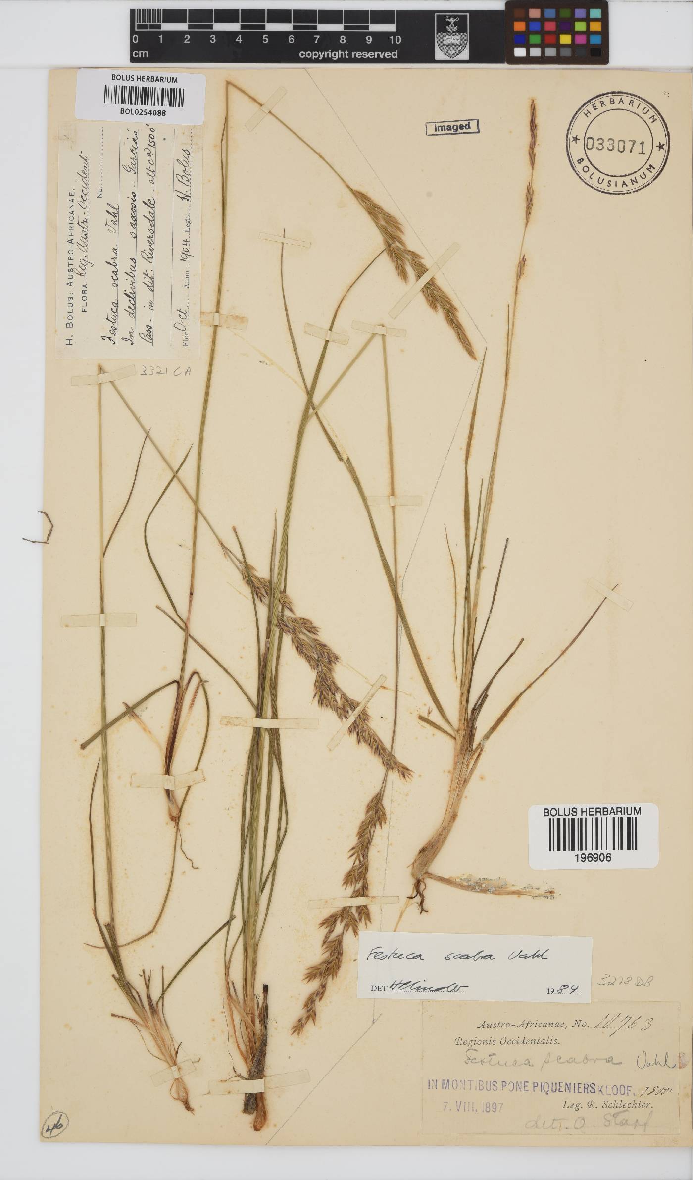 Festuca image