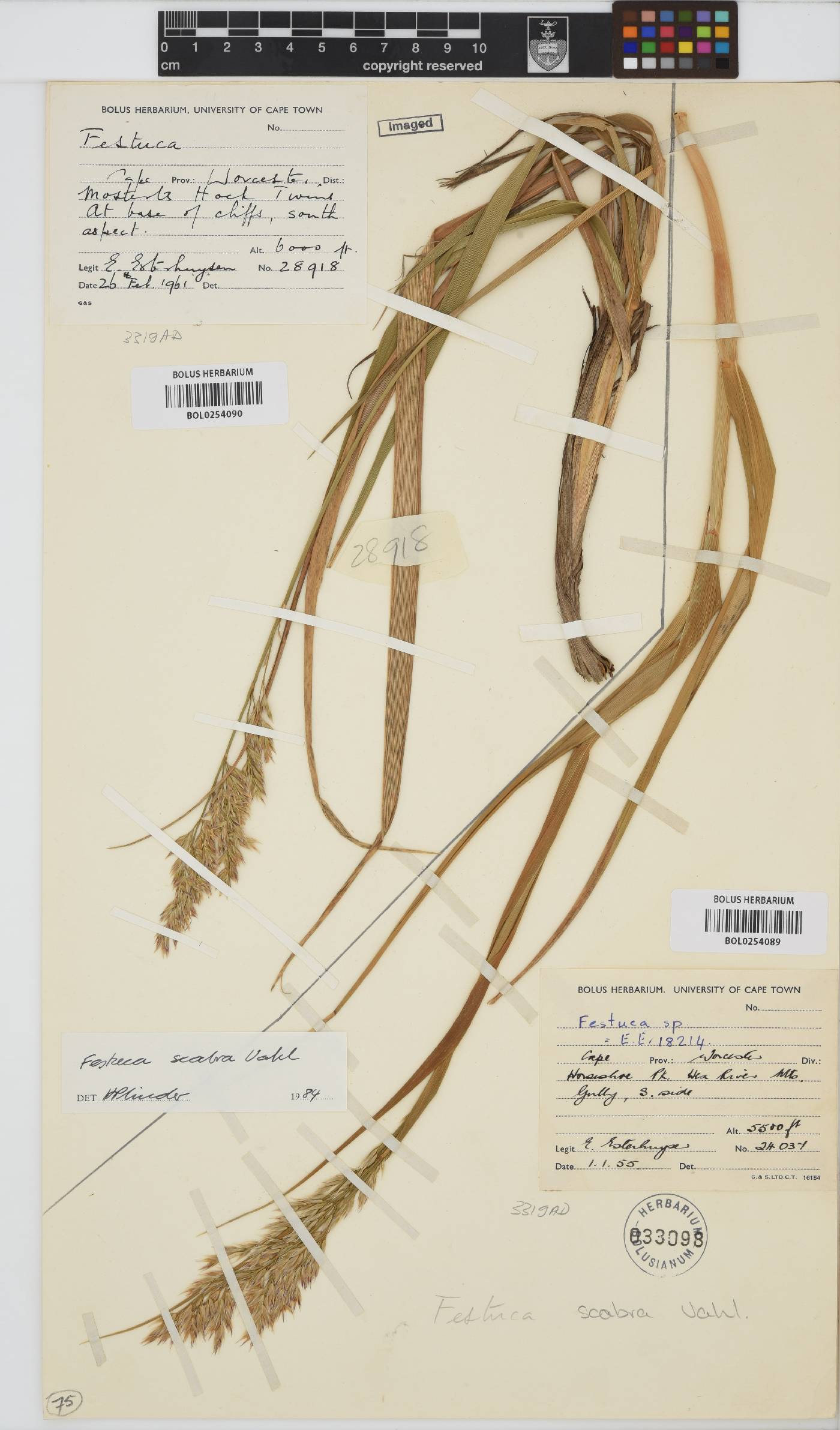 Festuca scabra image