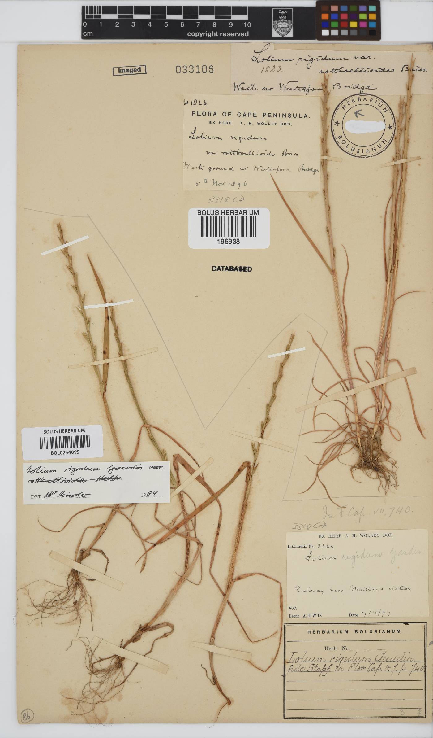 Lolium rigidum image
