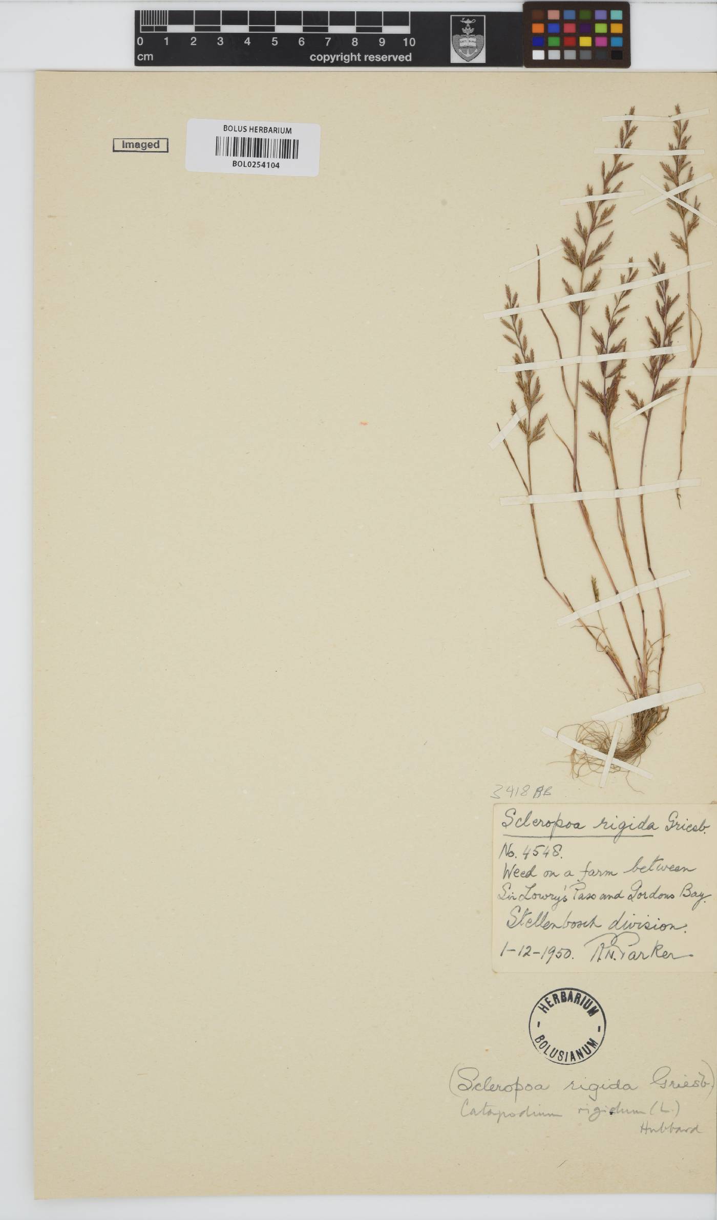 Catapodium rigidum image