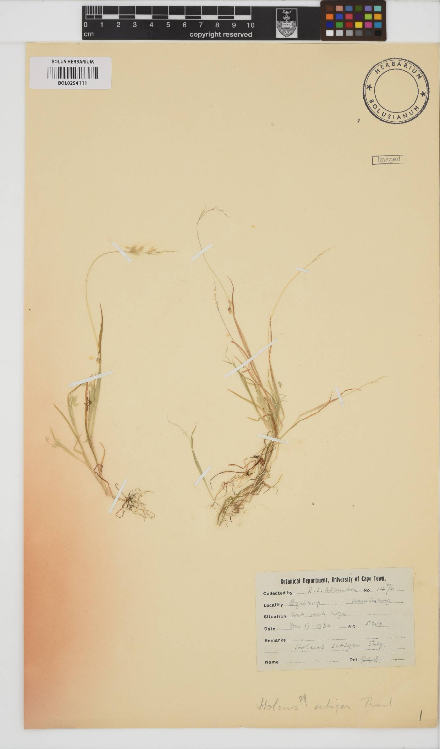 Holcus image