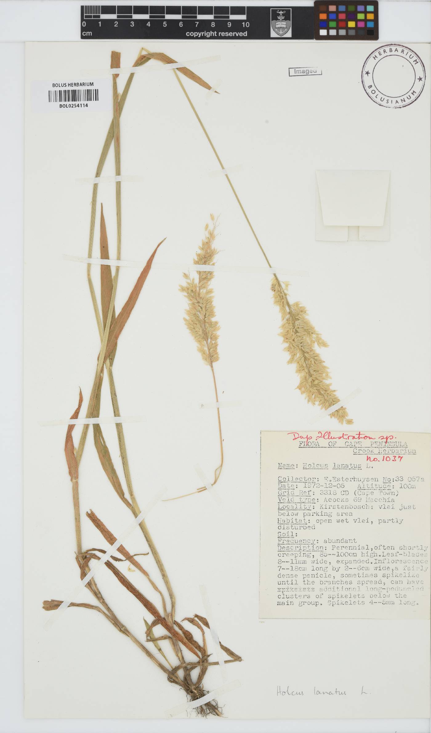 Holcus lanatus image