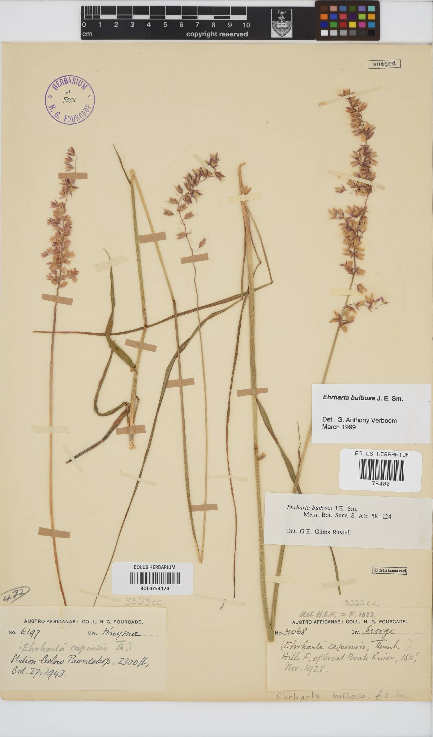 Ehrharta bulbosa image