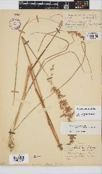 Ehrharta bulbosa image