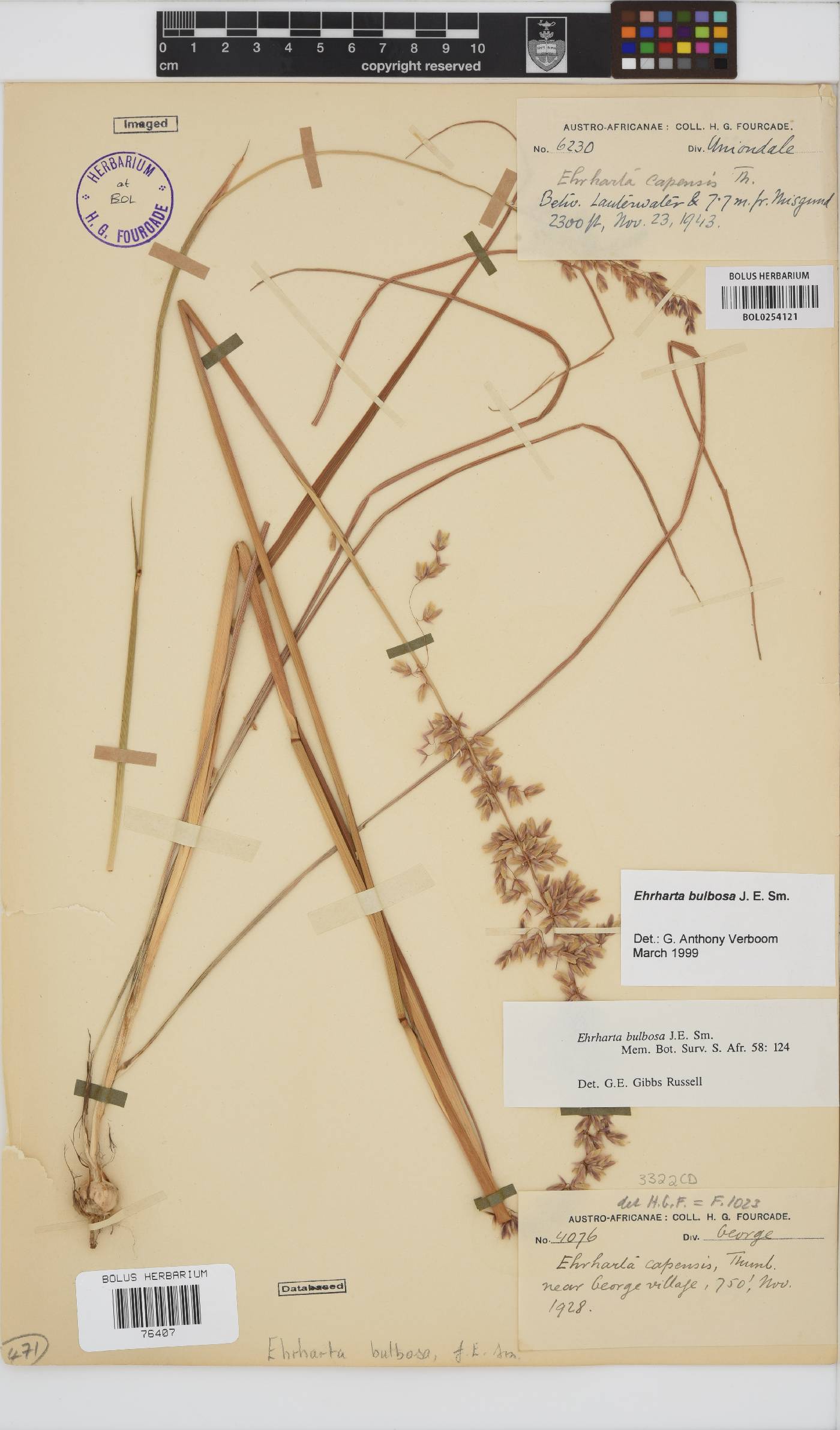 Ehrharta bulbosa image