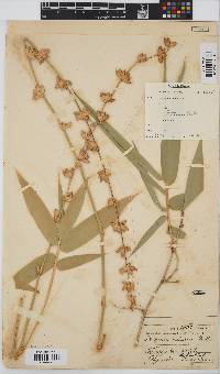 Bambusa vulgaris image