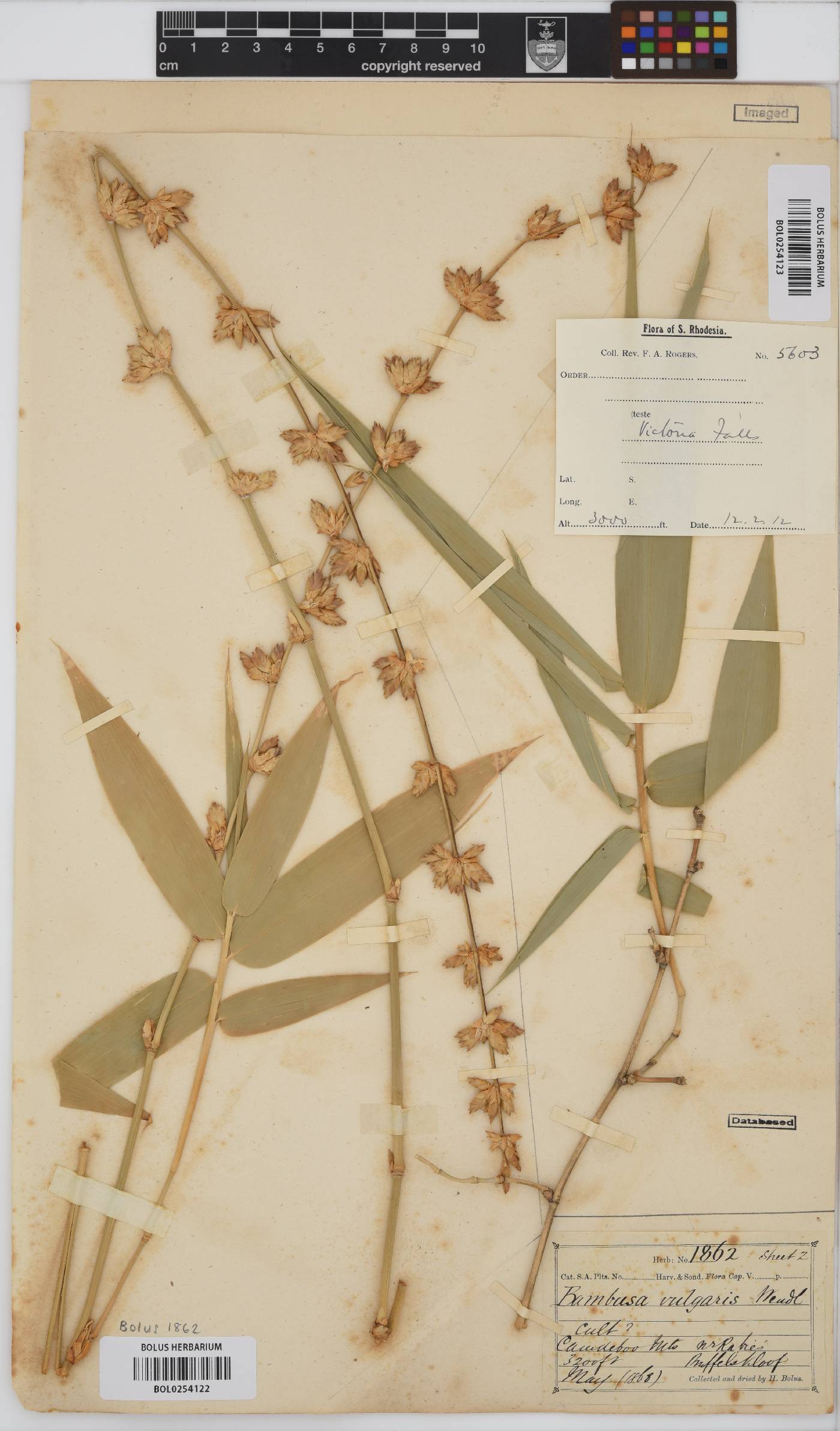 Bambusa vulgaris image